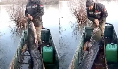 Edirne’de 71 kilogramlık yayın balığı yakalandı