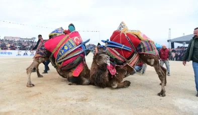 Çanakkale’de pehlivan develer arenaya çıktı