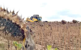 Edirne’den tarımsal başarı: Çeltik ve Ayçiçeği üretiminde zirve