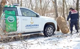 Jandarma yaban hayvanlarını unutmadı