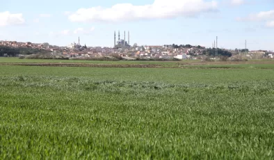 Edirne’de buğday tarlalarında alarm durumu