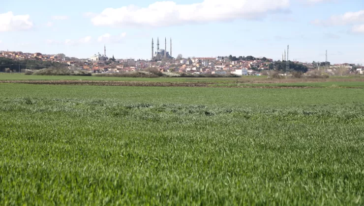 Edirne’de buğday tarlalarında alarm durumu