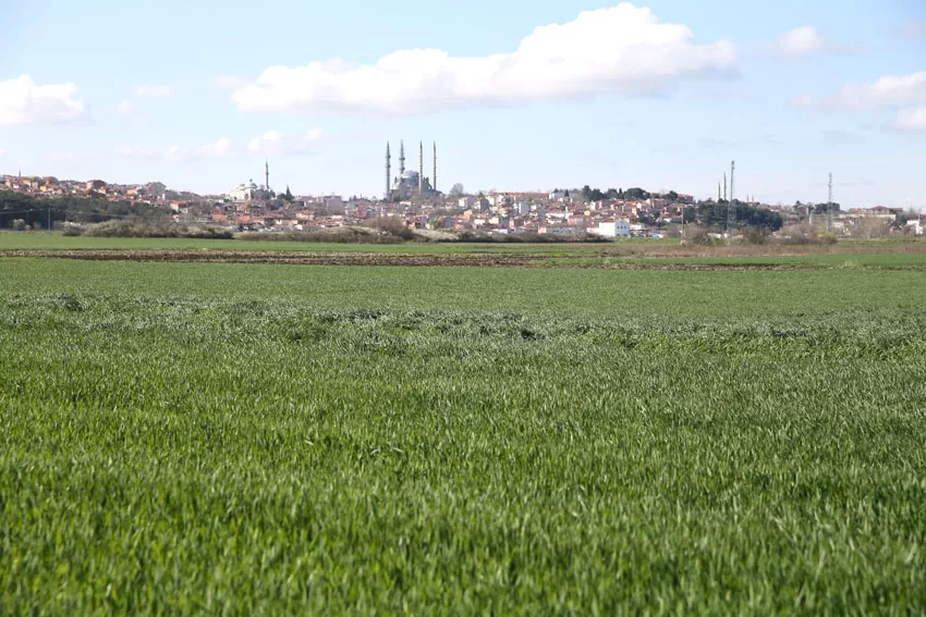 Edirne’de buğday tarlalarında alarm durumu