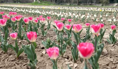 Edirne’de tarımsal çeşitlilik çiçek soğanı yetiştiriciliğiyle artırılacak