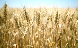 Borsada buğday en yüksek 9,845 liradan işlem gördü