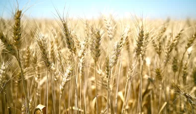 Buğday en yüksek 9,267 liradan işlem gördü