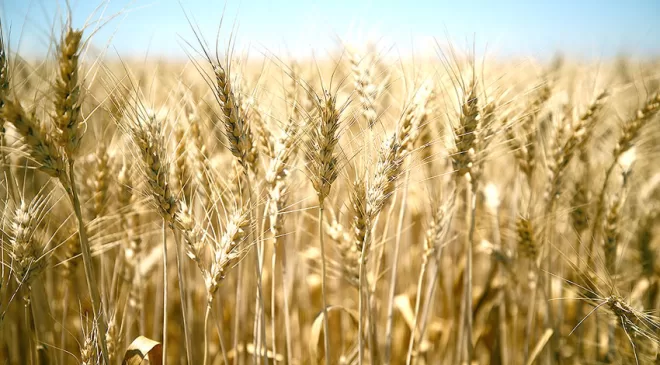 Borsada buğday en yüksek 9,845 liradan işlem gördü
