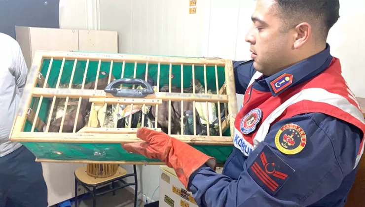 Şüpheli araçta 192 kanatlı hayvan ele geçirildi