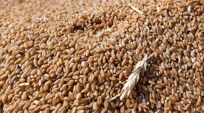 Borsada buğdayın kilogramı en yüksek 9,249 liradan işlem gördü