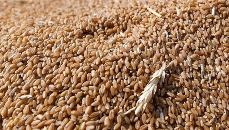 Borsada buğdayın kilogramı en yüksek 9,249 liradan işlem gördü