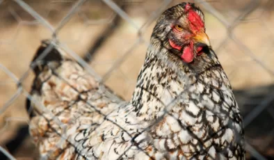 Bulgaristan’da yumurta tavuklarının yüzde 40’ı kuş gribine yakalandı