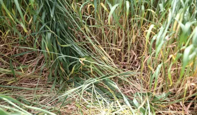 Buğday üreticilerine “pas hastalığı” uyarısı