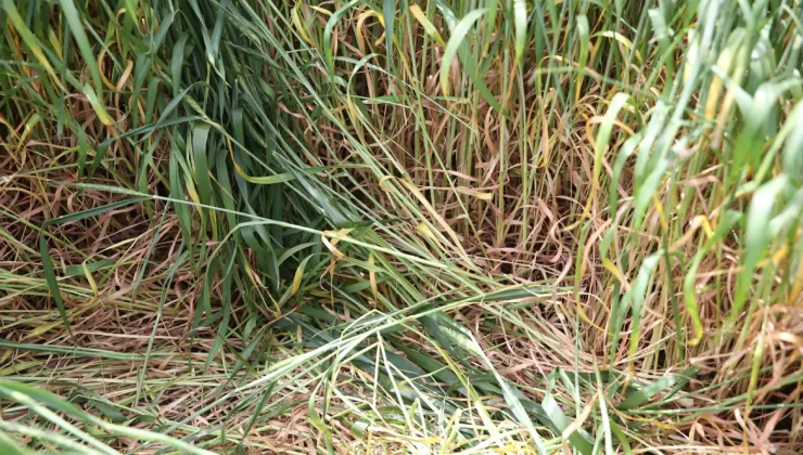 Buğday üreticilerine “pas hastalığı” uyarısı