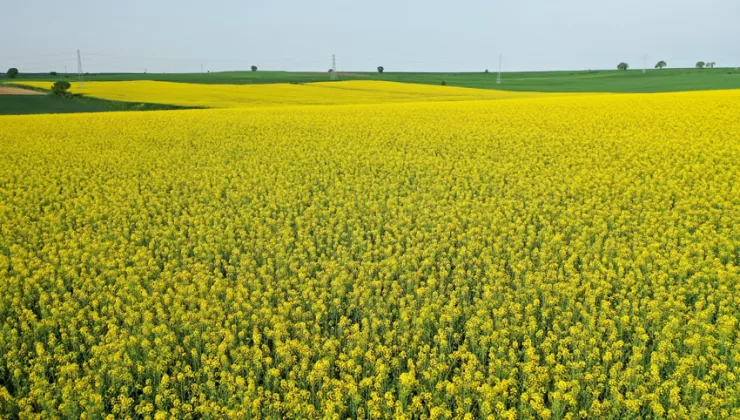 Edirne’de çiçek açan kanolalar tarlaları sarıya boyadı