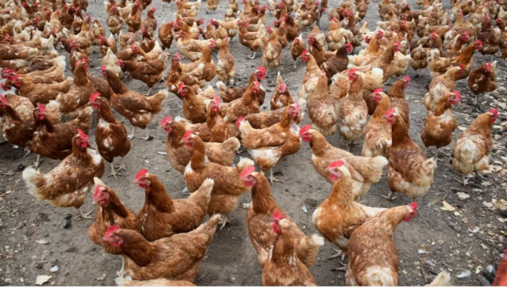 Haskovo’da kuş gribi yüzünden 25 bin tavuk telef edilecek