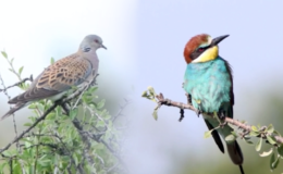 Kırklareli 132 tür göçmen kuşa ev sahipliği yapıyor