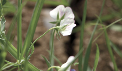 Tescilli “Beyaztrak” bitkisi, kuraklıktaki verimiyle üreticiyi de, besiciyi de sevindirecek