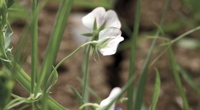 Tescilli “Beyaztrak” bitkisi, kuraklıktaki verimiyle üreticiyi de, besiciyi de sevindirecek