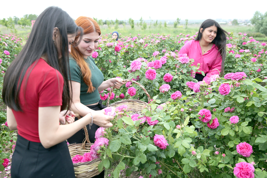 Osmanlı’nın “gül bahçesi” Edirne’de yine her yerde güller açacak