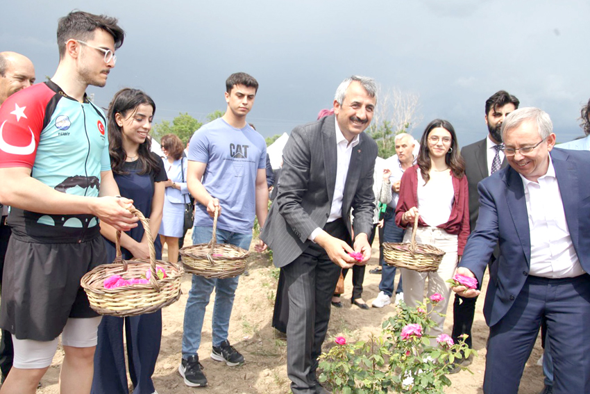 Edirne gülü hasat edildi  