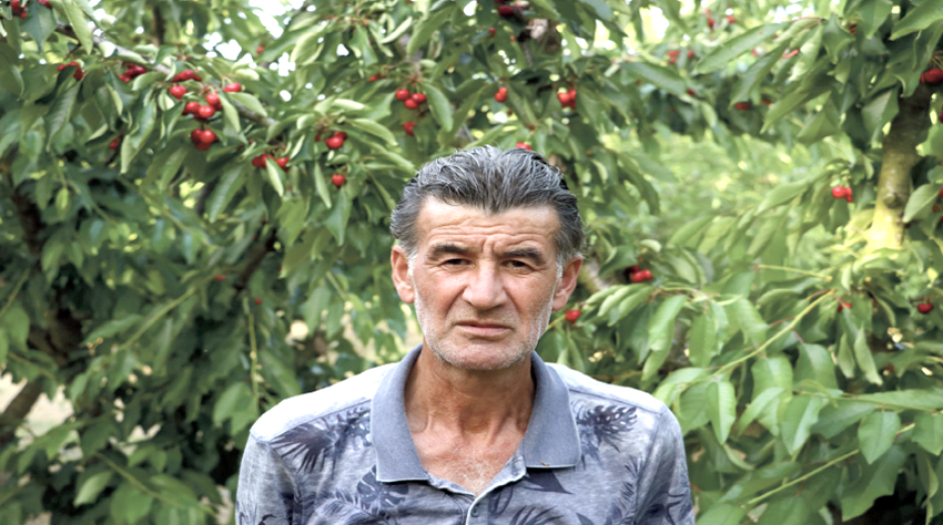 Tekirdağlı kiraz üreticilerini festival heyecanı sardı