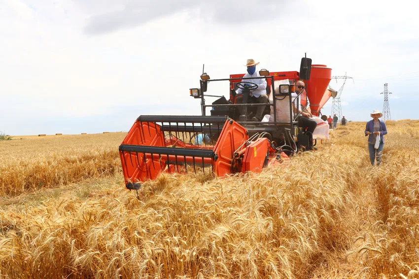 Tekirdağ’da üniversitenin tescil için geliştirdiği buğday çeşitlerinin hasadı yapıldı