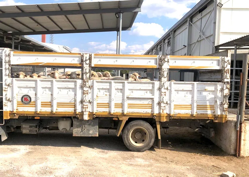 Kırklareli’ne kaçak yolla küçükbaş getiren kişiye para ceza kesildi