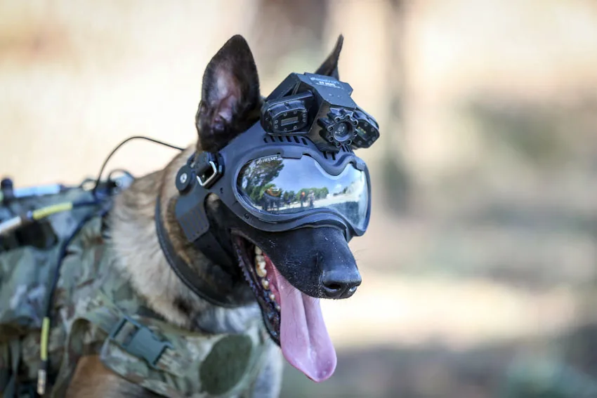 Eğitimli köpeklere entegre edilen uzaktan komuta kontrol sistemi Mehmetçiğin arazideki gözü olacak