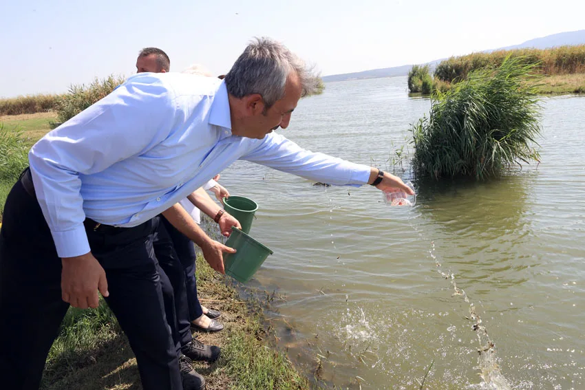 Edirne’de yetiştirilen milyonlarca yavru sazan balığı baraj ve göletlere bırakıldı