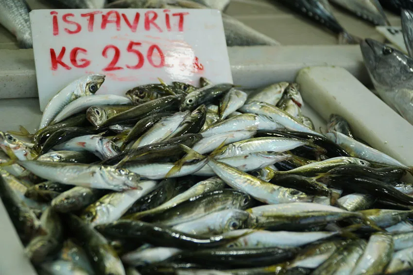 Tekirdağ’da istavrit tezgahlarda yer almaya başladı
