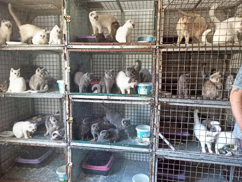 Kırklareli’nde kaçak hayvan ticareti yapan kişiye ceza yağdı
