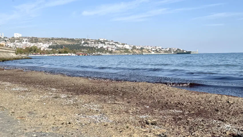 Tekirdağ’da poyraz nedeniyle sahilde kırmızı yosun birikti