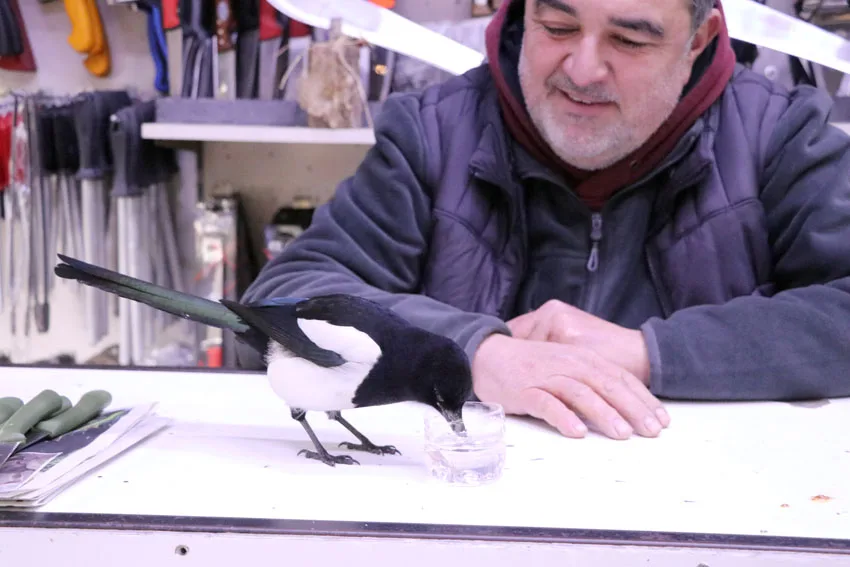 Tekirdağ’da “Rafa” ismi verilen saksağan tarihi çarşının maskotu oldu