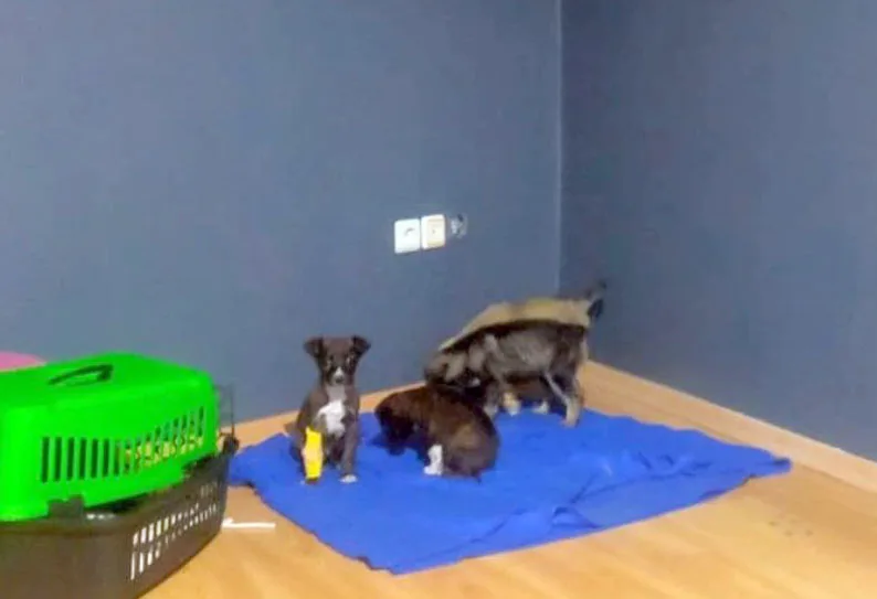Barınakta köpek yavrularının çöpe atılmasına 2 gözaltı