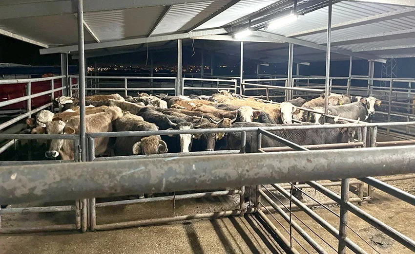 Tekirdağ’da kaçak hayvan girişine 105 bin lira ceza
