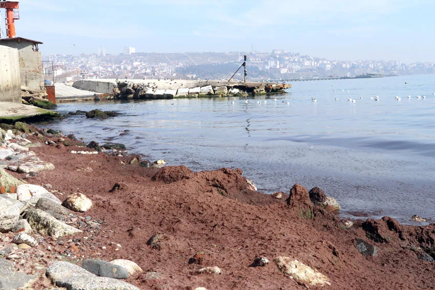 Tekirdağ sahili kırmızı yosunla kaplandı