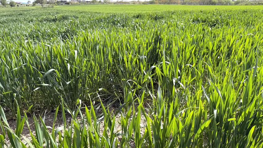 Trakya’da son yağışlar üreticilerin yüzünü güldürdü