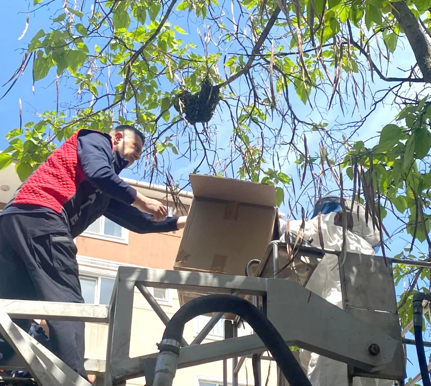Edirne’de okul yanındaki ağaca oğul veren arılar toplandı