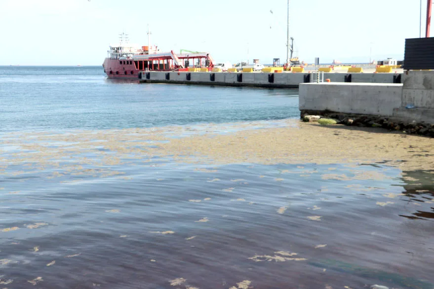 Tekirdağ kıyılarında deniz rengi değişti