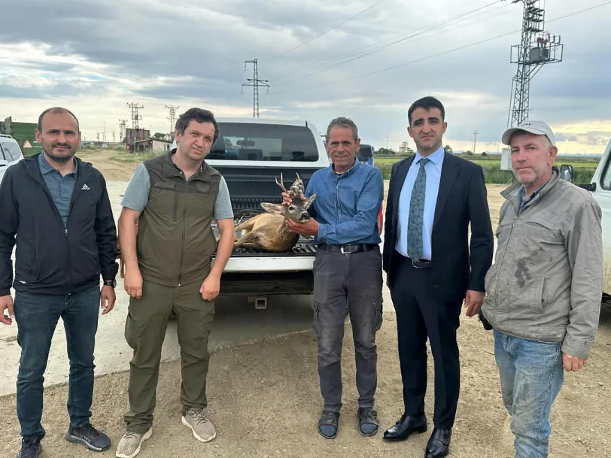Edirne’de su kanalına düşen karacayı çeltik işçileri kurtardı