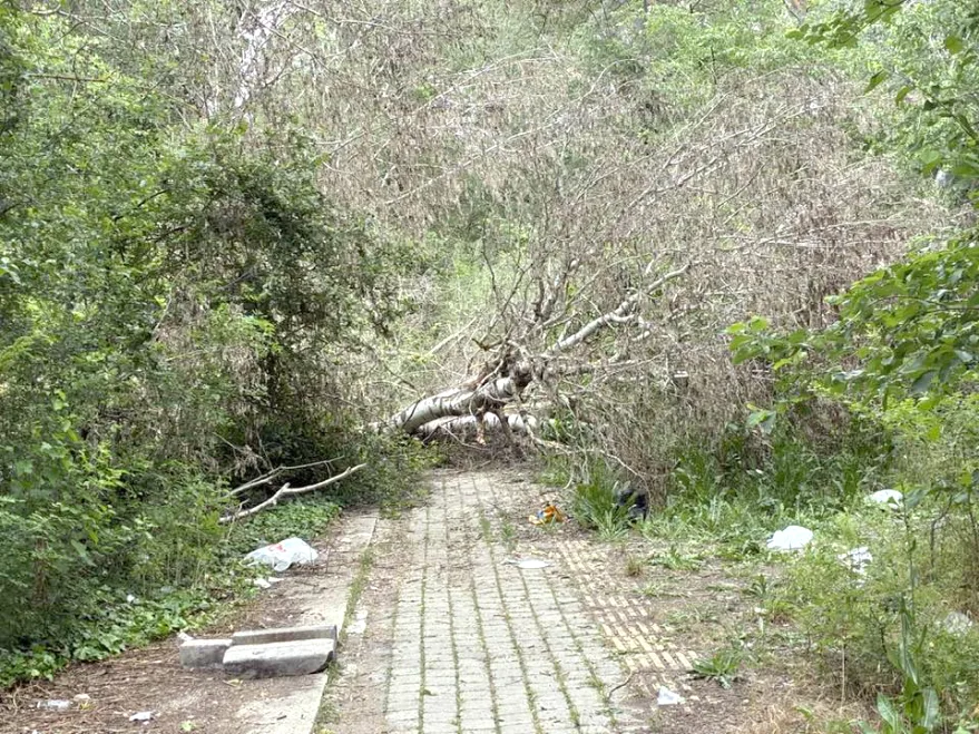 Cakirlar Tavuk Ormani 3 - Eski Vekilin isyanı