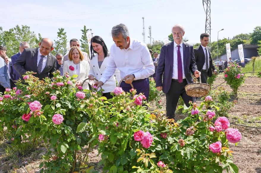 Edirne Gülü’nde hasat zamanı