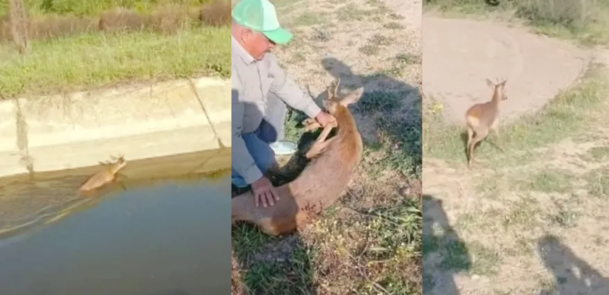Edirne’de su kanalına düşen karaca kurtarıldı