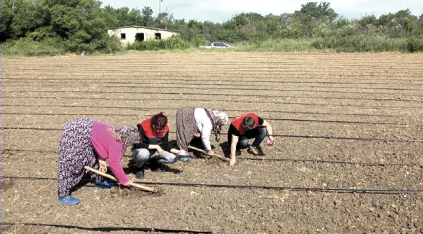 Kırklareli’nde “Ballıkız” kabak çeşidi deneme sahası kuruldu
