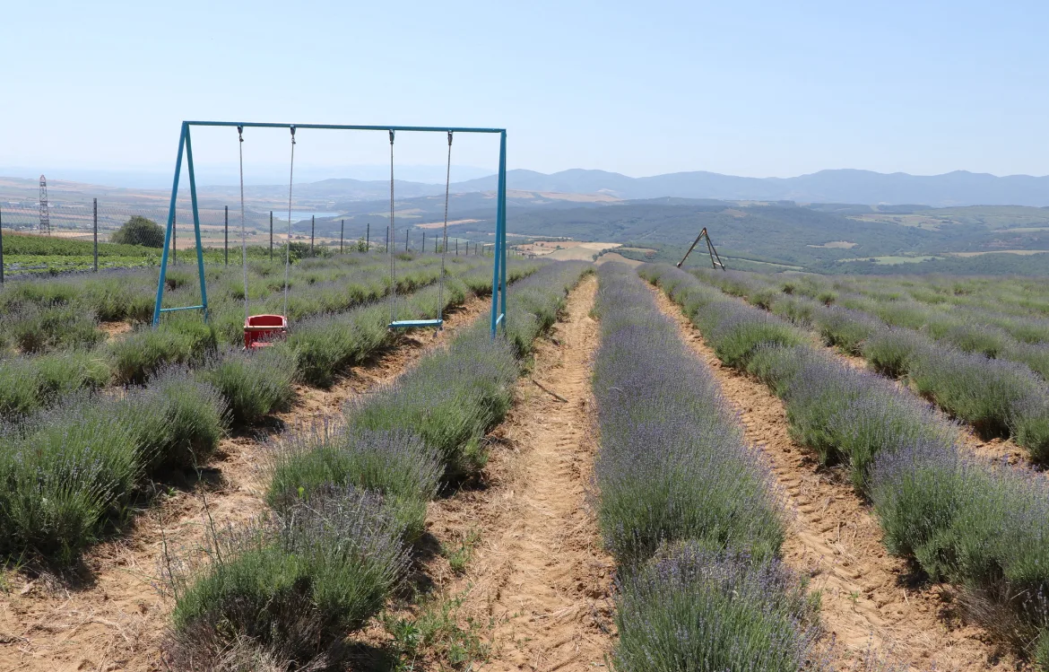 Tekirdağ’da lavanta tarlaları turizm sezonu için hazırlandı