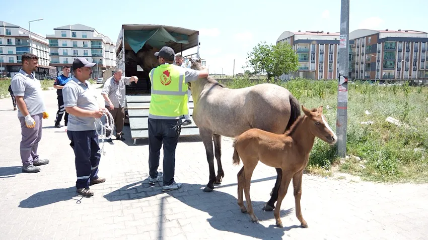 Kırklareli’nde başıboş atlar toplandı