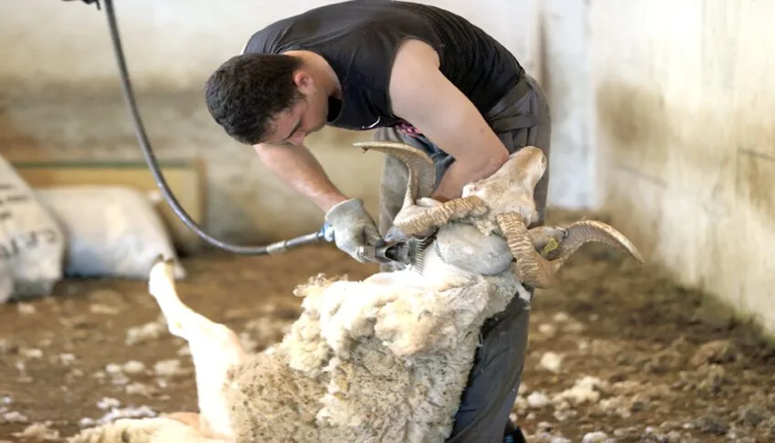 Küçükbaş kurbanlıklar alıcısının karşısına bakımlı çıkması için kırkılıyor