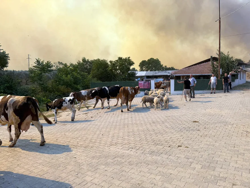 Tekirdağ’daki orman yangını yerleşim yerine sıçradı