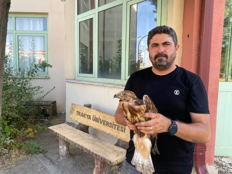 Aşırı sıcaklarda bitkin düşen yaban hayvanları tedavi sonrası doğaya bırakılıyor