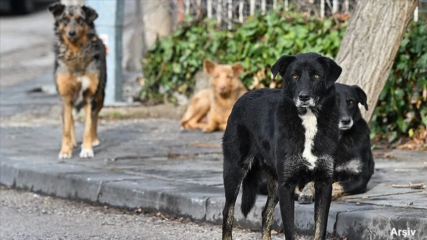 Edirne’de kafe önünde köpek saldırısı